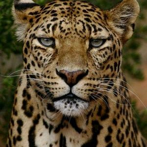 Meet your Posher, Ray