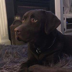 Meet your Posher, Tara