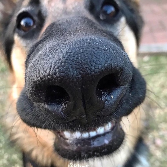 Meet your Posher, Coco - Picture 1 of 1