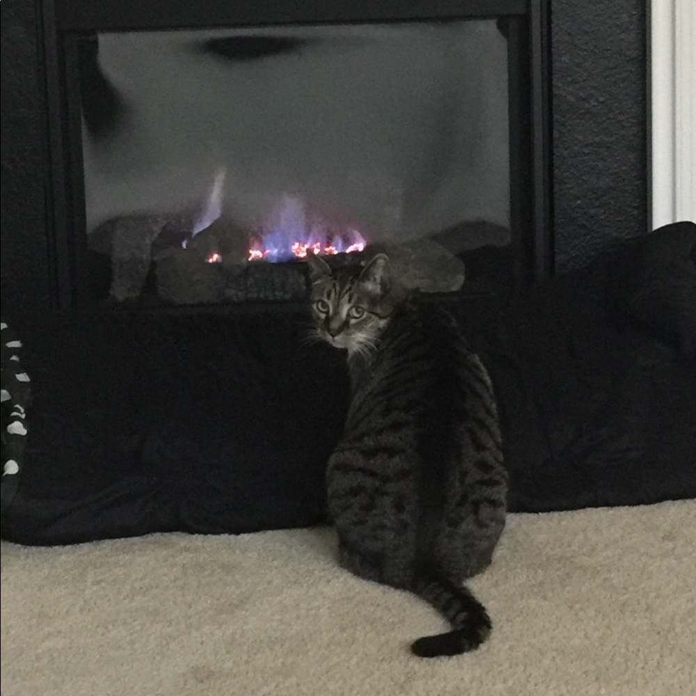 Meet your Posher, Ilene