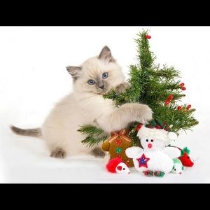 Pet-friendly closet! I have 4 spoiled fur babies.