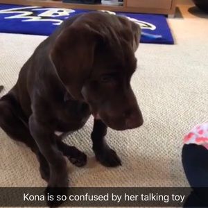 Meet your Posher, Darlene