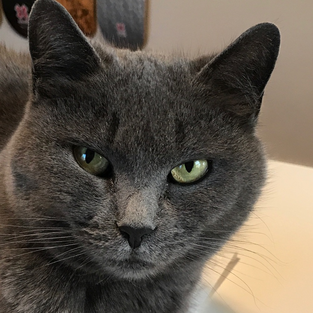 Meet your Posher, Shelley