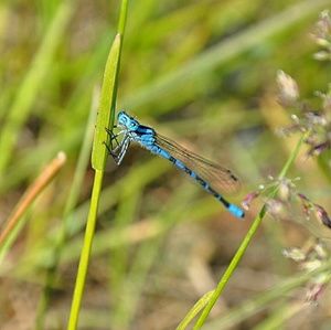 Meet your Posher, Jesse