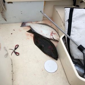 Meet your Posher, Bobby