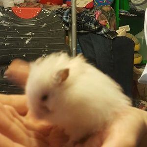 Meet your Posher, Trish