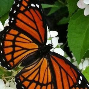 Meet your Posher, Donald