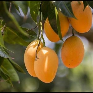 Meet your Posher, Faith