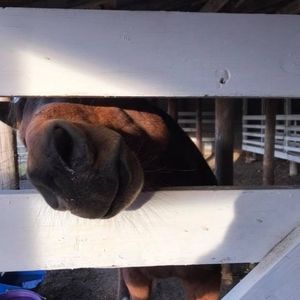 Meet your Posher, Melody