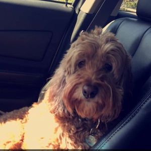 Meet your Posher, Maddie