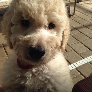 Meet your Posher, Grayson