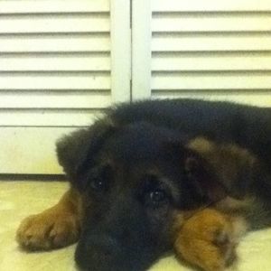 Meet your Posher, Hunter