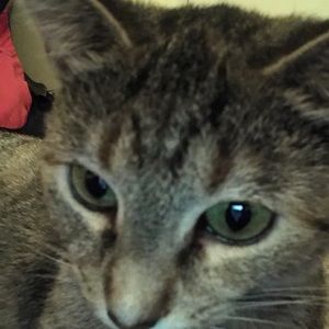 Meet your Posher, Annabelle