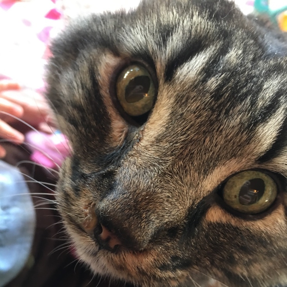 Meet your Posher, Kitty