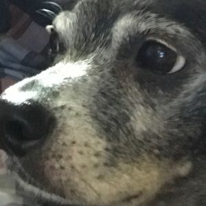 Meet your Posher, Weylin