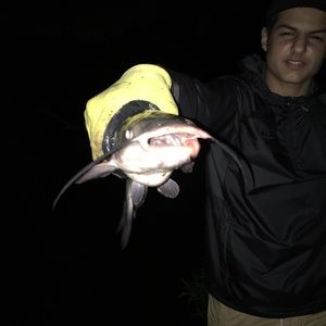 Meet your Posher, Vincent