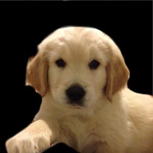 Meet your Posher, Peggy