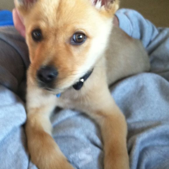 Meet your Posher, Lilbenny - Picture 1 of 1