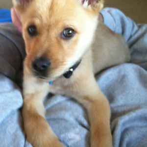 Meet your Posher, Lilbenny