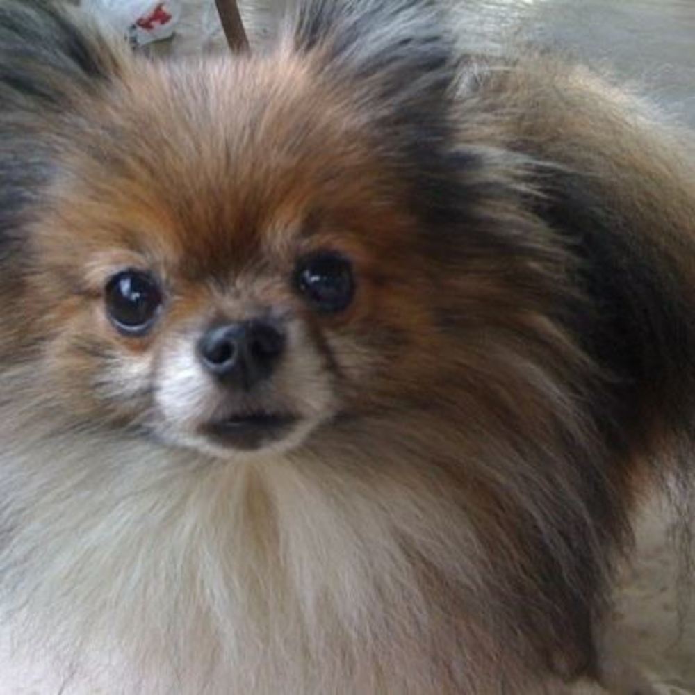 Meet your Posher, Darla