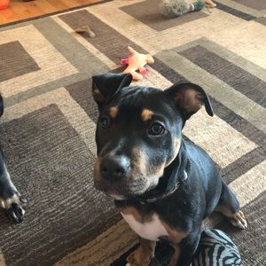 Meet your Posher, Dawn