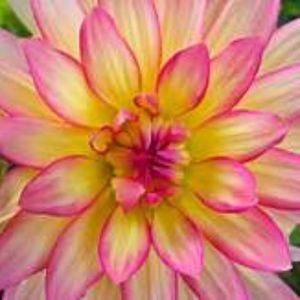 Meet your Posher, Roni