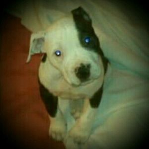 Meet your Posher, Gene