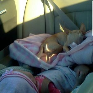 Meet your Posher, Precious