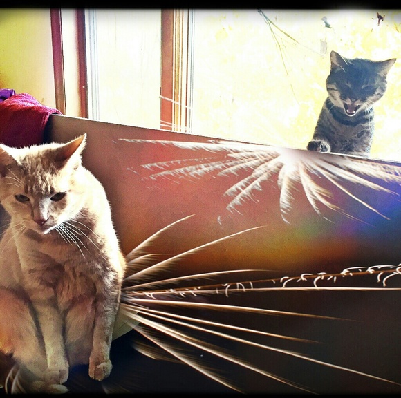 Meet your Posher, Christine - Picture 2 of 4