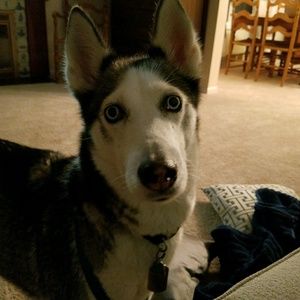 Meet your Posher, Jane