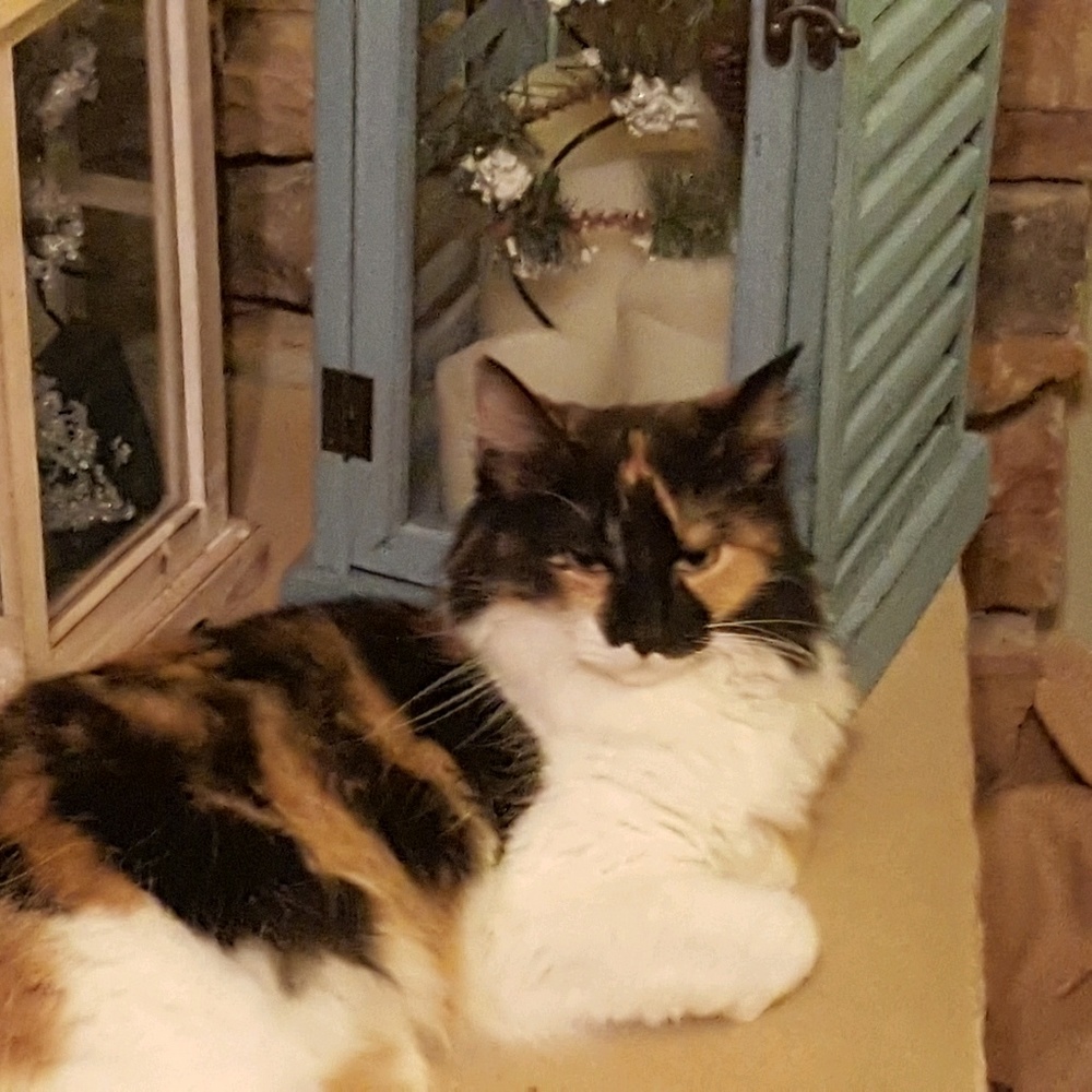 Meet your Posher, Melissa