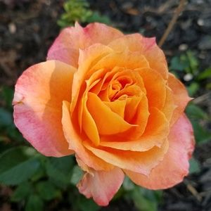 Meet your Posher, Cindi