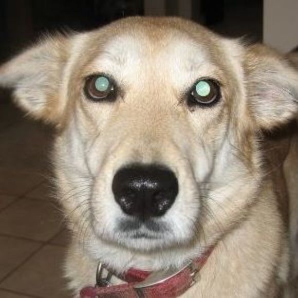 Meet your Posher, Diane - Picture 1 of 1