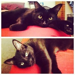 Meet your Posher, Ernest