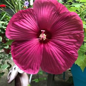 Meet your Posher, Sharon