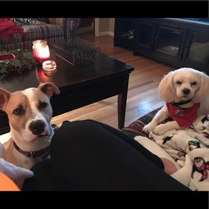 Meet your Posher, Holly