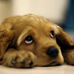 Meet your Posher, Cory