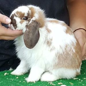 Meet your Posher, Eileen