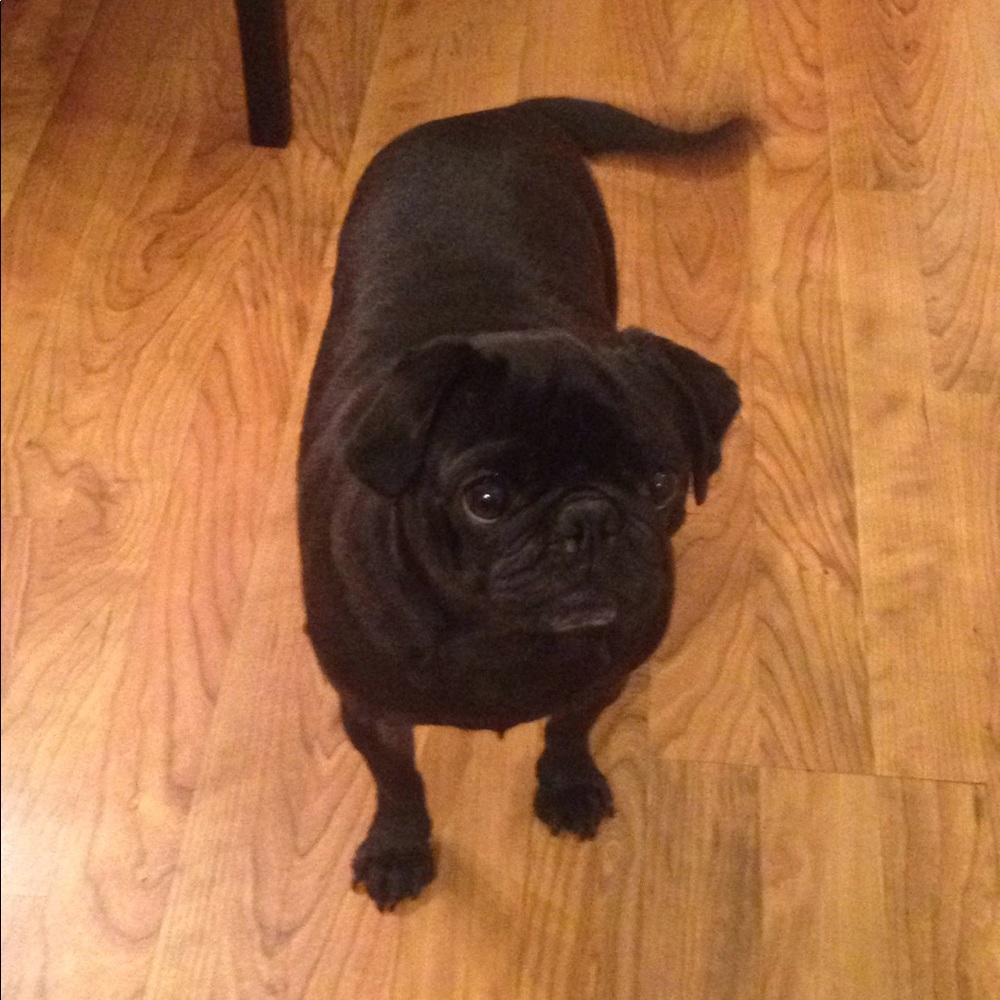 Meet your Posher, Lily