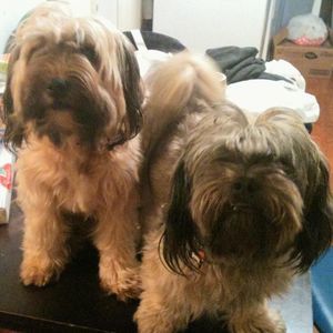 Meet your Posher, Lilia