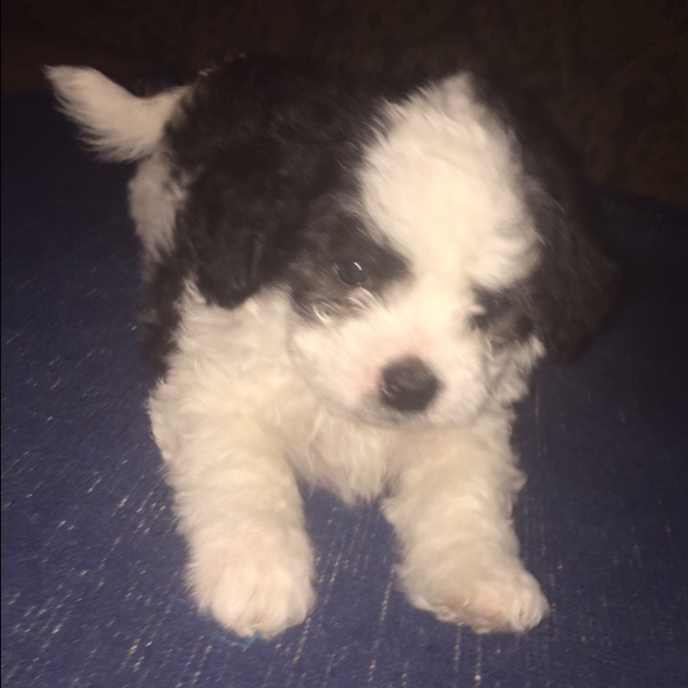 Meet your Posher, Jasmine