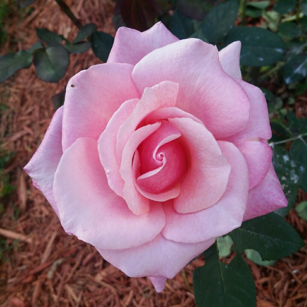 Meet your Posher, Norma