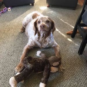 Meet your Posher, Roni