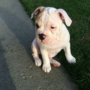 Meet your Posher, Sam