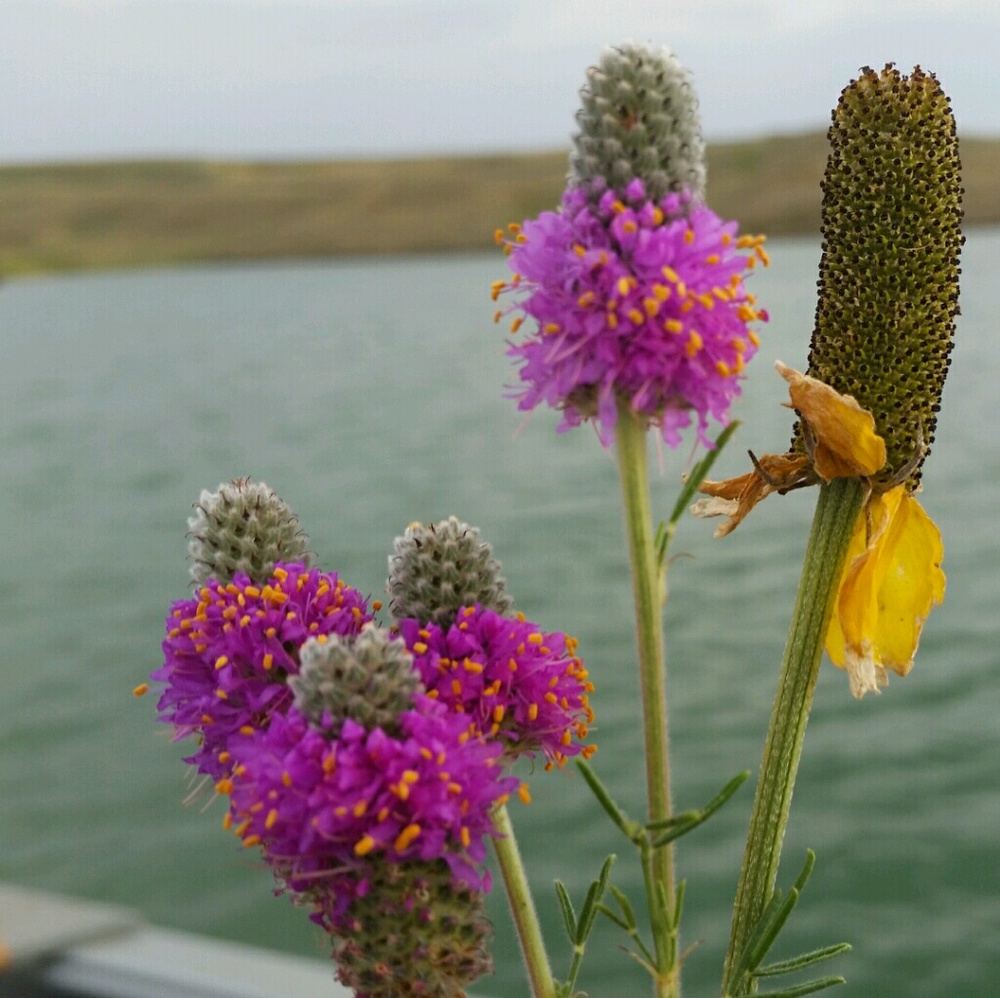 Meet your Posher, Linda