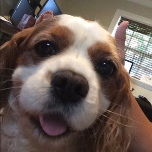 Meet your Posher, Justin