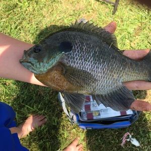 Meet your Posher, Justin