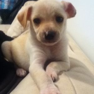 Meet your Posher, Abraham