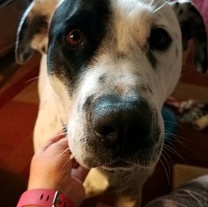 Meet your Posher, Dixie