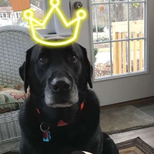 Meet your Posher, Chase